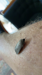 Noctuoidea