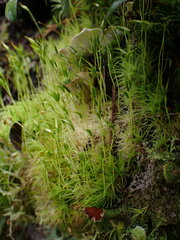 Dicranum fuscescens