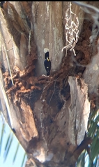 Melanerpes cruentatus