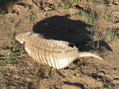 Chaetophractus villosus