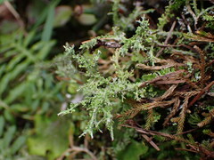 Cladonia furcata
