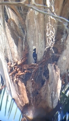 Melanerpes cruentatus