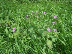 Geranium pyrenaicum