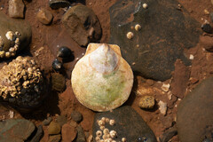 Placopecten magellanicus