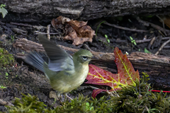 Setophaga caerulescens