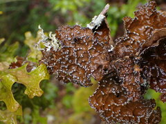 Lobaria anomala