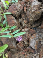 Tricholepis radicans