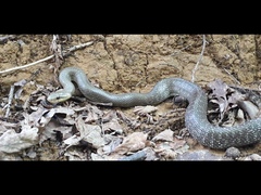 Zamenis longissimus