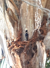 Melanerpes cruentatus