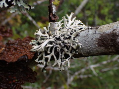 Hypogymnia tubulosa