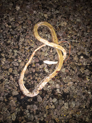 Masticophis taeniatus girardi