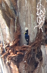 Melanerpes cruentatus