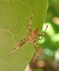 Araneus diadematus