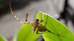 Araneus diadematus