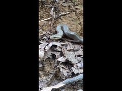 Zamenis longissimus