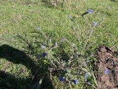 Echium