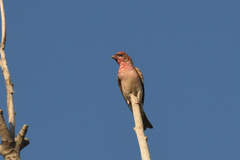 Carpodacus erythrinus