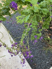 Wisteria sinensis