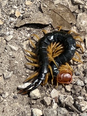 Scolopendra heros