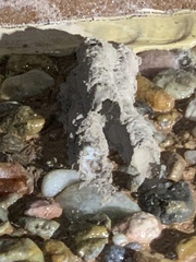 Sceliphron caementarium