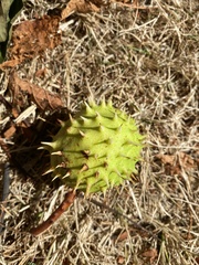 Aesculus hippocastanum