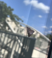 Eubolina impartialis