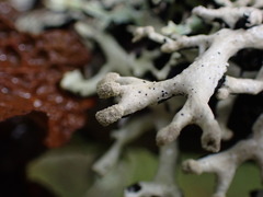 Hypogymnia tubulosa