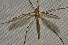 Tipula