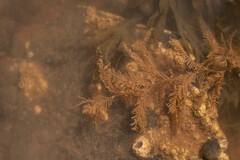 Hydrallmania falcata