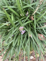Liriope