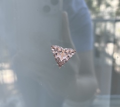 Eubolina impartialis