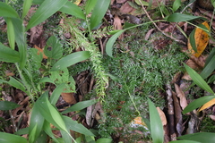 Asparagus racemosus