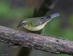 Setophaga caerulescens