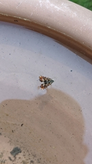 Thaumatographa jonesi