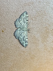 Rheumaptera meadii