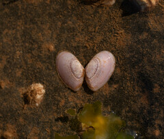 Ameritella agilis
