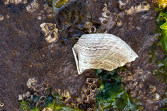 Zirfaea crispata
