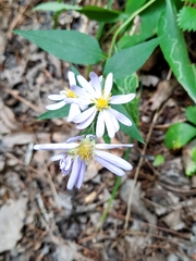 Symphyotrichum undulatum