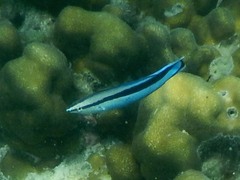 Labroides dimidiatus