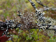 Platismatia stenophylla