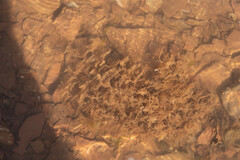 Hydrallmania falcata