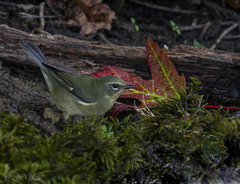 Setophaga caerulescens