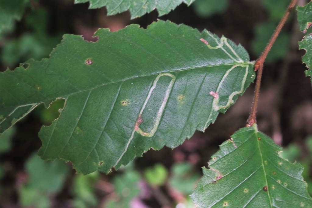 Elm Agromyzid Leafminer