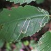 Elm Agromyzid Leafminer - Photo (c) Don Sutherland, some rights reserved (CC BY-NC), uploaded by Don Sutherland
