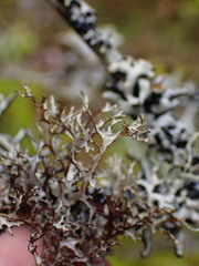 Platismatia stenophylla