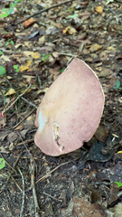 Tylopilus rubrobrunneus