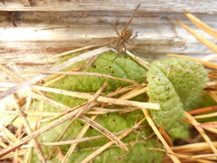 Pardosa amentata