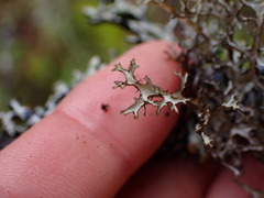 Platismatia stenophylla