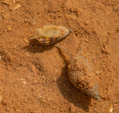 Ilyanassa trivittata