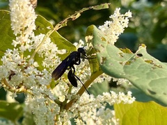 Sphex pensylvanicus